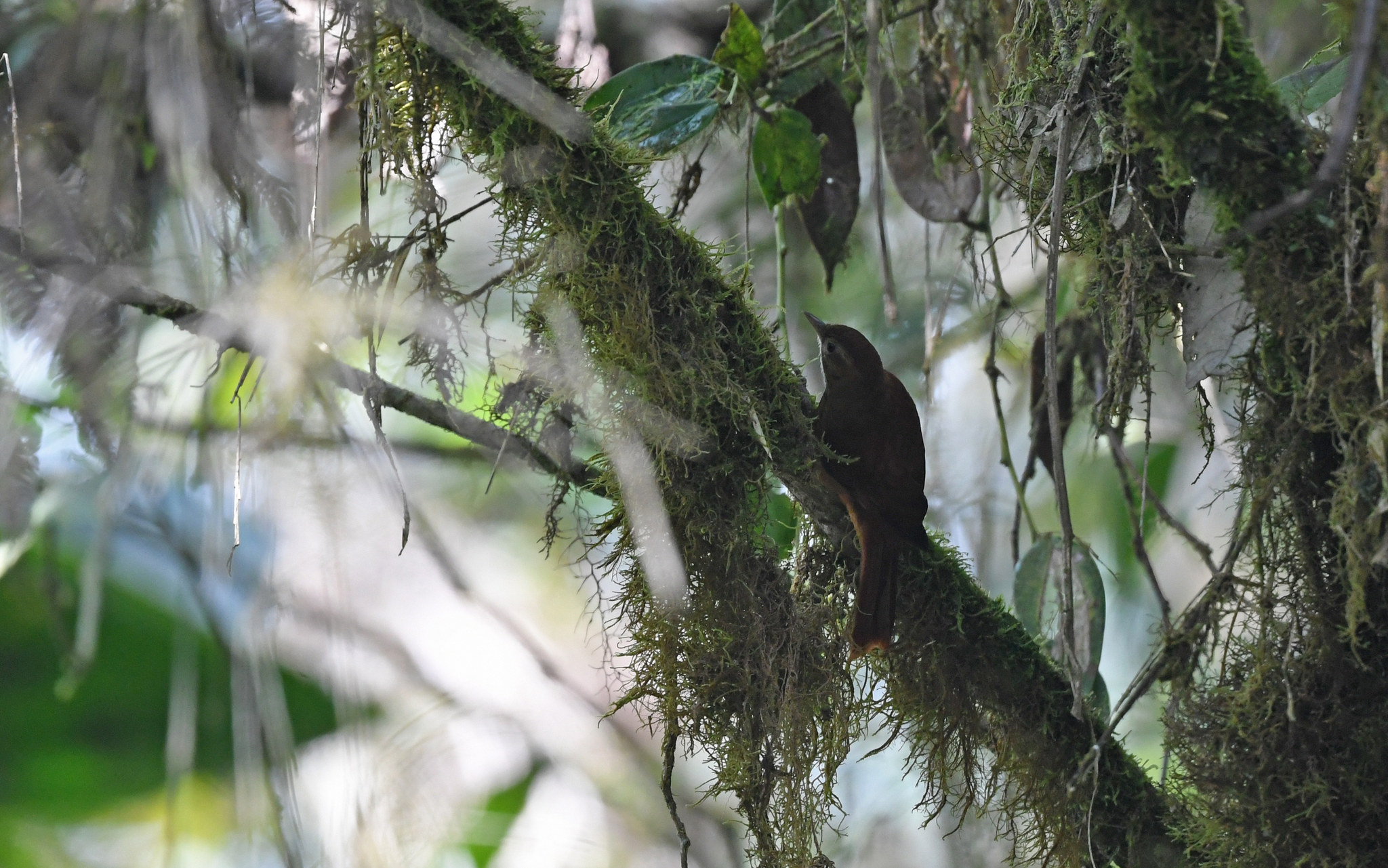 Star-chested Treerunner (Margarornis stellatus), photo 7