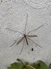 Tipula
