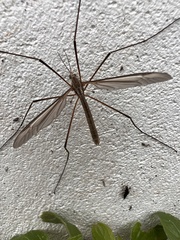 Tipula