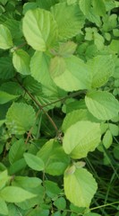 Viburnum rafinesqueanum