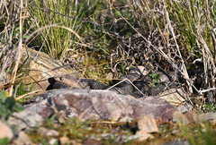 Pseudonaja textilis