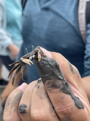 Macrophthalmus banzai