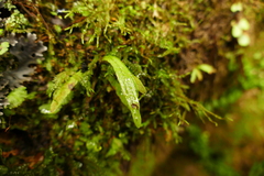 Notogrammitis billardierei