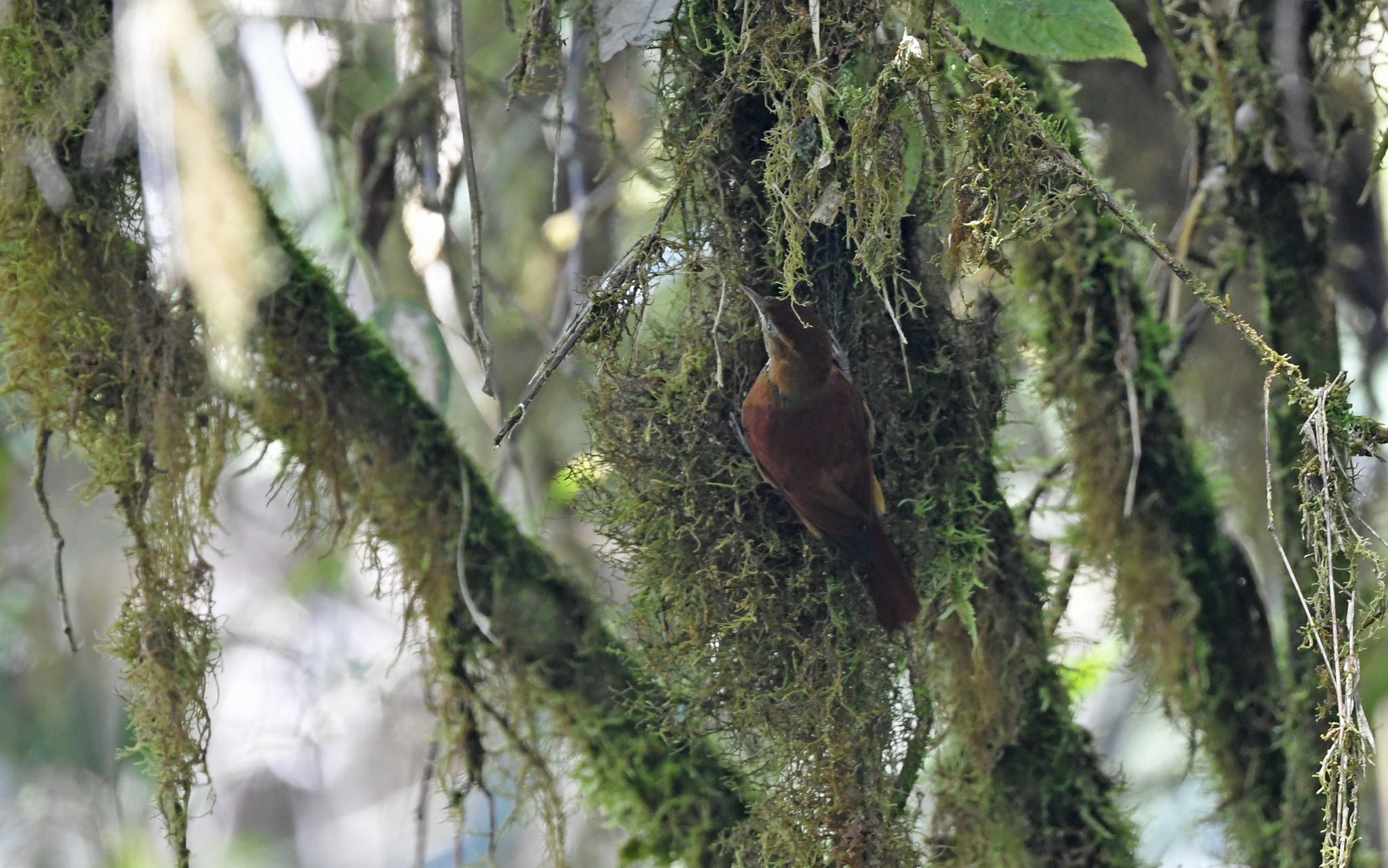 Star-chested Treerunner (Margarornis stellatus), photo 8