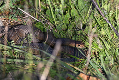 Pseudonaja textilis