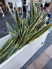 Sansevieria trifasciata