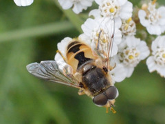 Eristalis