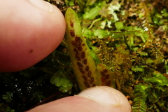 Notogrammitis billardierei