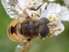 Eristalis