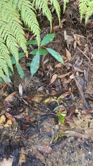 Pseudophryne australis