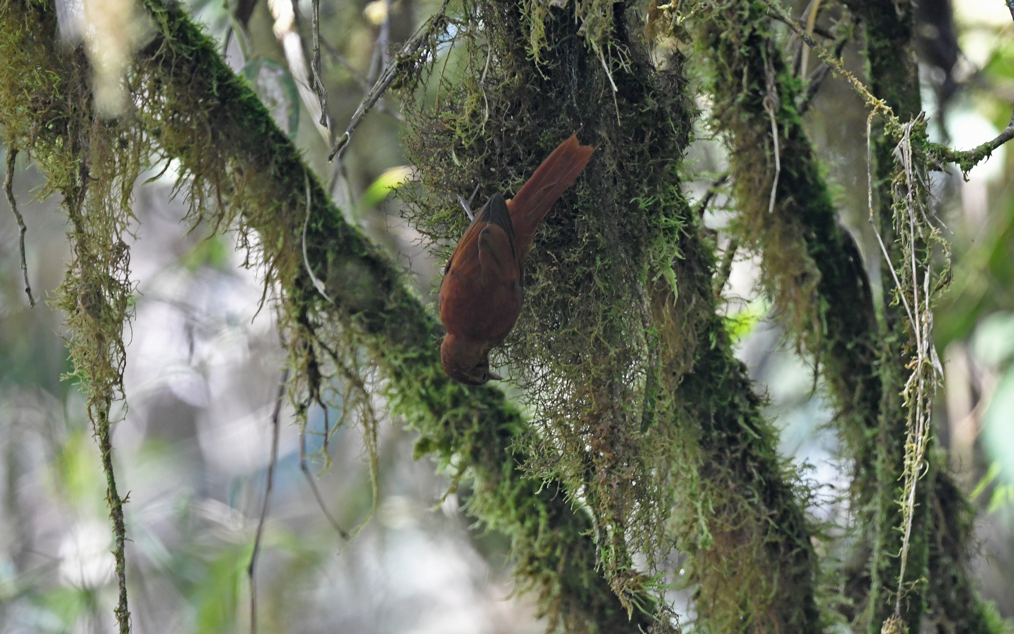 Star-chested Treerunner (Margarornis stellatus), photo 9