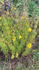 Coreopsis verticillata