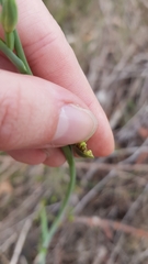 Calochilus campestris