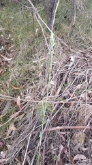 Calochilus campestris