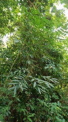 Sapindus mukorossi