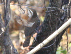 Thryophilus pleurostictus