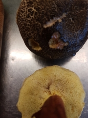 Xerocomellus chrysenteron