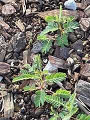 Phyllanthus urinaria