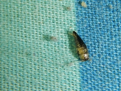 Lepisma