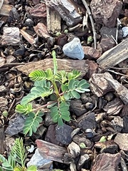 Phyllanthus urinaria