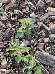 Phyllanthus urinaria