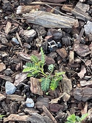 Phyllanthus urinaria