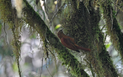 Star-chested Treerunner (Margarornis stellatus), photo 10