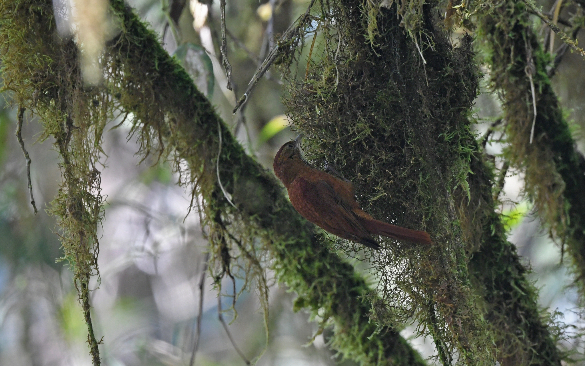 Star-chested Treerunner (Margarornis stellatus), photo 10