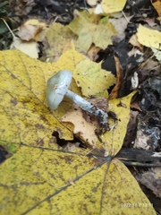 Stropharia aeruginosa