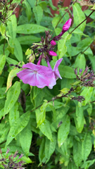 Phlox paniculata