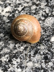 Cepaea nemoralis