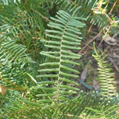 Gleichenia