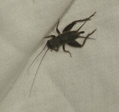 Eumodicogryllus bordigalensis