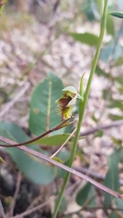 Calochilus campestris