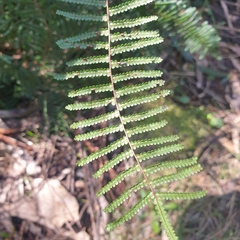 Gleichenia