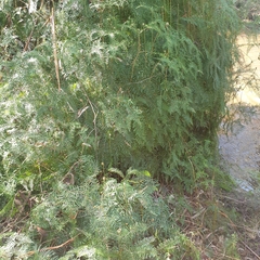 Gleichenia