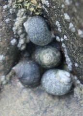 Littorina littorea