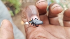 Chrastoblatta tricolor