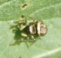 Heliophanus apiatus