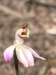 Caladenia pusilla