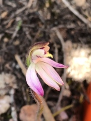 Caladenia pusilla