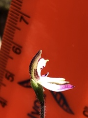 Caladenia pusilla