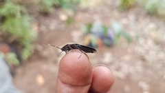 Chrastoblatta tricolor