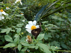 Seseria formosana