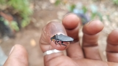 Chrastoblatta tricolor