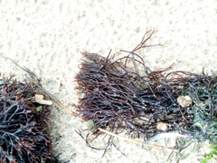 Furcellaria lumbricalis