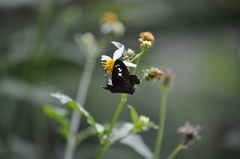 Seseria formosana