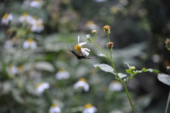 Seseria formosana