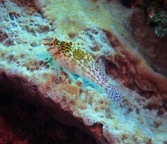 Cirrhitichthys falco