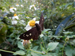 Seseria formosana